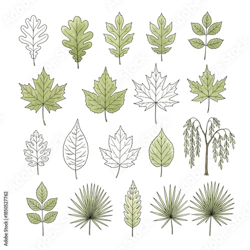 Botanical Illustration of Various Leaf Types with Green Accents.