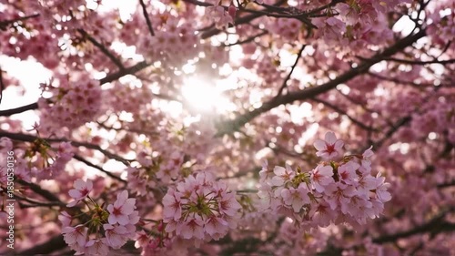 A profusion of delicate pink cherry blossoms, illuminated by sunlight, fills the frame