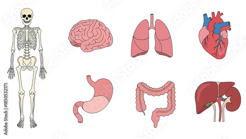 Human Internal Organs Flat Vector Icon Set