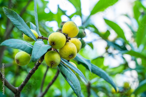 Konstfotografi Ripe Loquat Fruits On Tree Branch