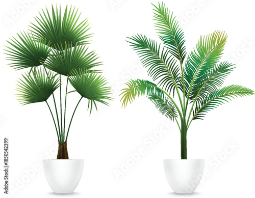 Realistic Potted Palm Plants for Interior Decoration