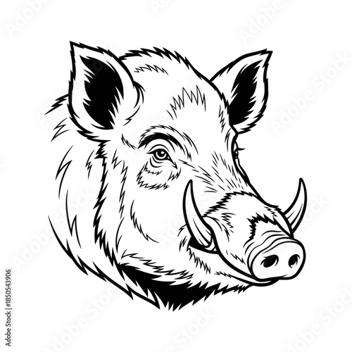 Detailed Line Art Illustration of a Wild Boar Head.