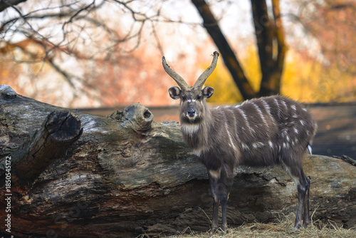 Foto Sitatunga - It is a swamp-dwelling antelope native to Africa.