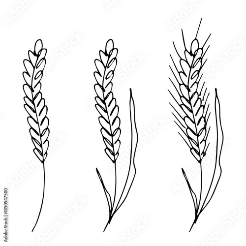 Set of hand drawn cereal wheat oat rye barley rice ears spikelet clipart Organic wheat bread agriculture farming harvest healthy food Single element for design print packaging label decor