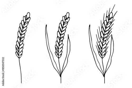 Set of hand drawn cereal wheat oat rye barley rice ears spikelet clipart Organic wheat bread agriculture farming harvest healthy food Single element for design print packaging label decor