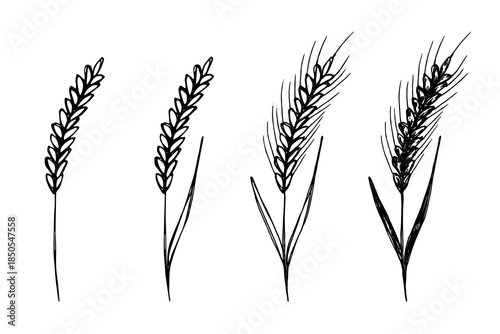 Set of hand drawn cereal wheat oat rye barley rice ears spikelet clipart Organic wheat bread agriculture farming harvest healthy food Single element for design print packaging label decor