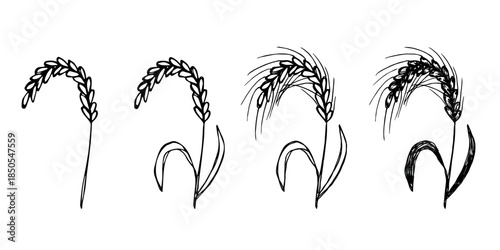 Set of hand drawn cereal wheat oat rye barley rice ears spikelet clipart Organic wheat bread agriculture farming harvest healthy food Single element for design print packaging label decor