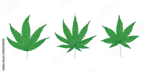 Set of hand drawn cannabis leaf Medicine marijuana Hemp leaves clipart in doodle style Single element for print, web, design, decor
