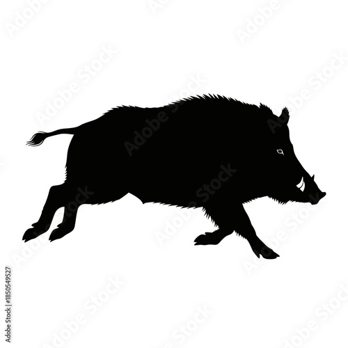 Silhouette of a Wild Boar Running with Sharp Tusks.