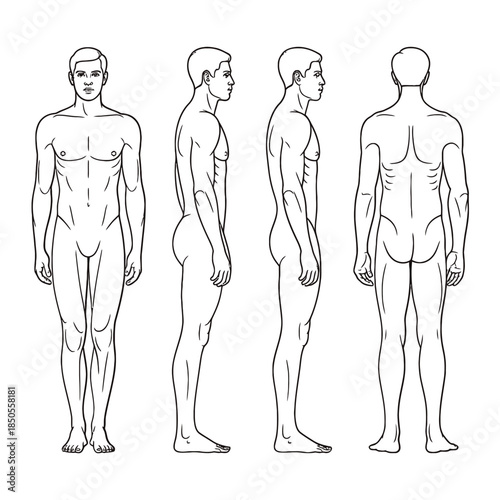 Anatomical study of a male figure in multiple views front side and back