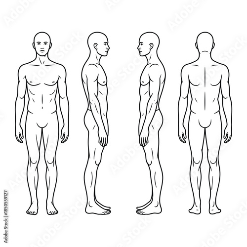 Anatomical study of a male figure shown in four different views