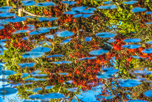 Red Green Leaves Blue Lily Pads Van Dusen Garden Vancouver Canada