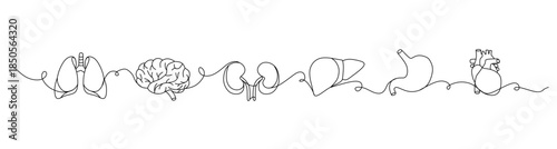 Continuous lines of human internal organs such as heart, spleen, lungs, stomach, brain, intestines, kidneys and liver in line style.