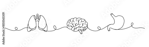 Continuous lines of human internal organs such as heart, spleen, lungs, stomach, brain, intestines, kidneys and liver in line style.