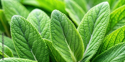 Fresh green Clary Sage leaves with delicate veins and soft