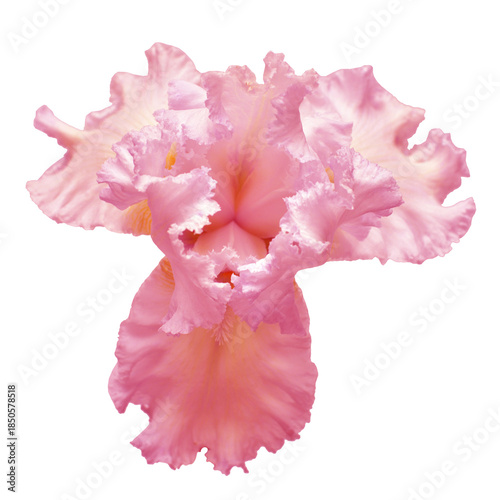Foto Pink iris flower isolated on white background