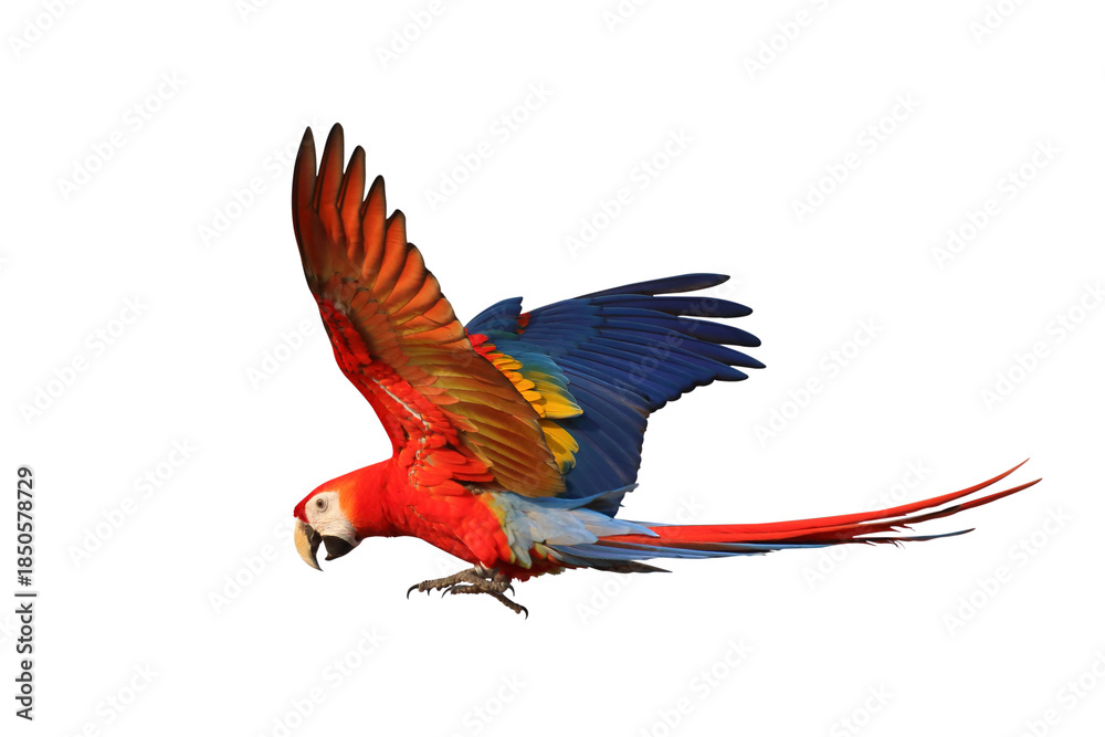 Fototapeta premium Colorful flying Scarlet Macaw parrot isolated on transparent background png file 