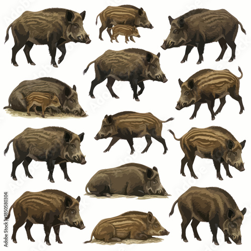 A Collection of Wild Boars in Various Poses and Groupings.