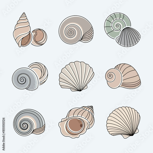 Collection of various seashells illustrations 1.