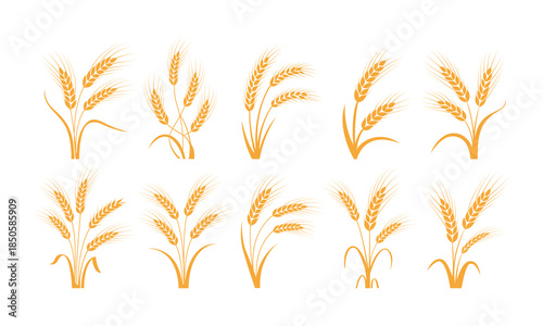 Golden wheat ears on white background