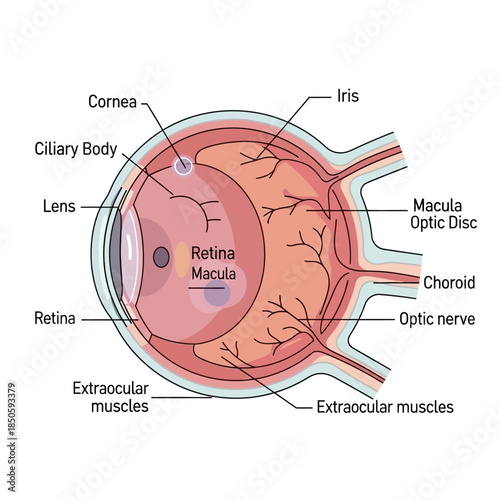 Detailed anatomical diagram of the human eye showing various labeled structures.