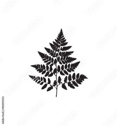 Detailed Fern Frond Leaf Silhouette, Woodland Nature Element, Isolated White Background.