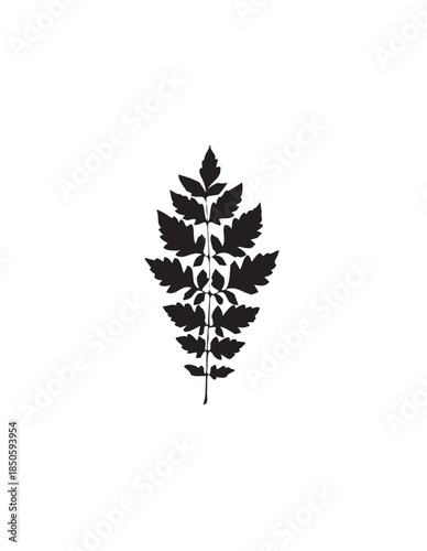 Detailed compound leaf silhouette with many deeply lobed leaflets vector on isolated white background.