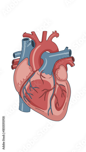 Anatomical illustration of a human heart showing its chambers, arteries, and veins in red and blue colors on a white background.