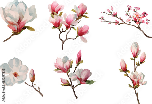 set of magnolia flowers