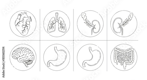 Line drawing of eight human organs including brain, lungs, heart, stomach and intestines in circular icons on a white background.