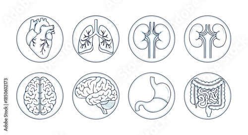 Line drawings of human organs including heart, lungs, kidneys, brain, and digestive system on a white background.