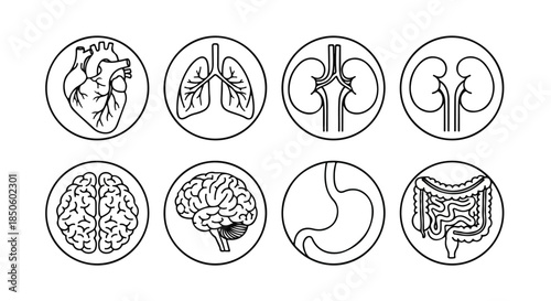 Black and white line art illustrations of eight human organs including heart, lungs, kidneys, brain, stomach and intestines in circular frames on a white background.