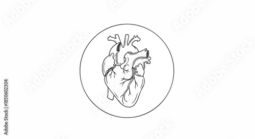 Line drawing of a human heart in a circle on a white background with a simple and educational style.