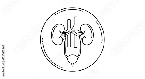 Line drawing of a human urinary system with kidneys and bladder in a circular diagram on a white background.