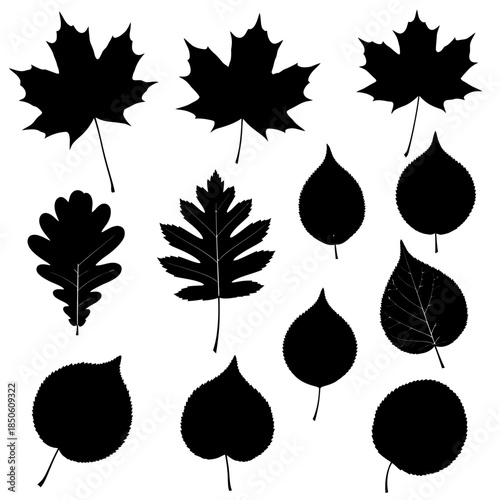 Silhouette Collection of Various Leaf Types for Botanical Illustration.