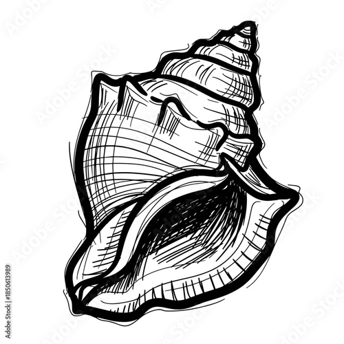 Conch shell illustration with detailed sketch lines