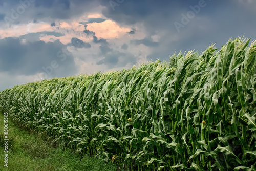 Gust front winds of a thunderstorm blowing on corn stalks in a cornfield