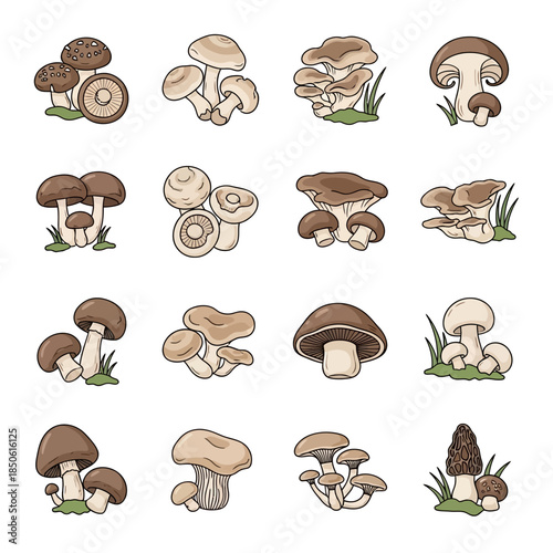 Collection of various mushroom illustrations.