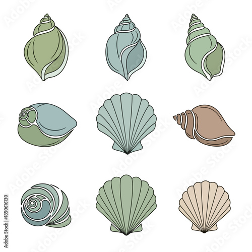 Collection of Various Sea Shells 1.