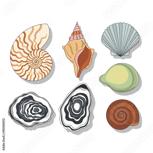 Collection of various seashells on display.