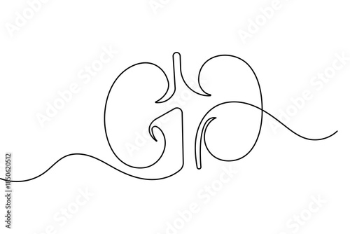Human kidney organ continuous line drawing minimalist style design isolated outline illustration