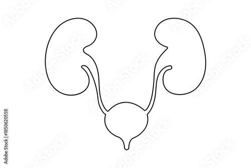 Human kidney organ continuous line drawing minimalist style design isolated outline illustration