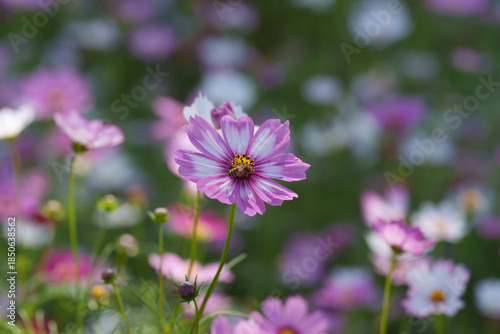 Close-up photo of pink cosmos flowers (Cosmos bipinnatus) in full bloom in autumn