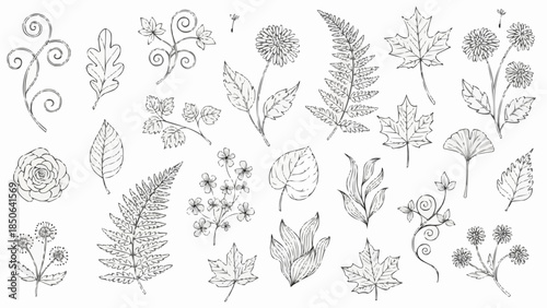 Collection of Hand Drawn Botanical Elements and Leaves.