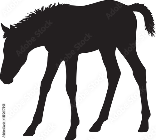 Cute Foal Silhouette, Baby hourse icon, Foal silhouette