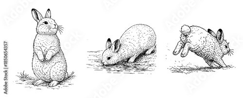 野うさぎ（日本うさぎ）のペン画イラストセット（立ち上がって警戒・水を飲む・跳躍する）、　Wild Japanese Hare Pen Illustration Set (Standing Alert, Drinking Water, Jumping)
