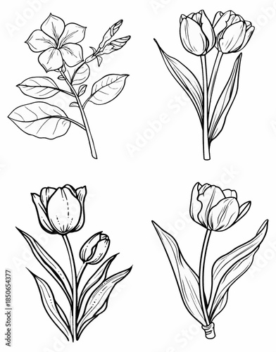 Black and White Tulip Line Art Illustrations.