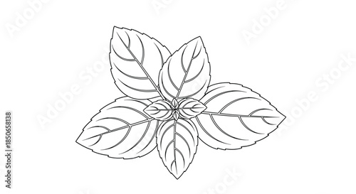 Detailed line art drawing of fresh basil leaves gathered together showing the intricate veins and natural shape of the popular herb.