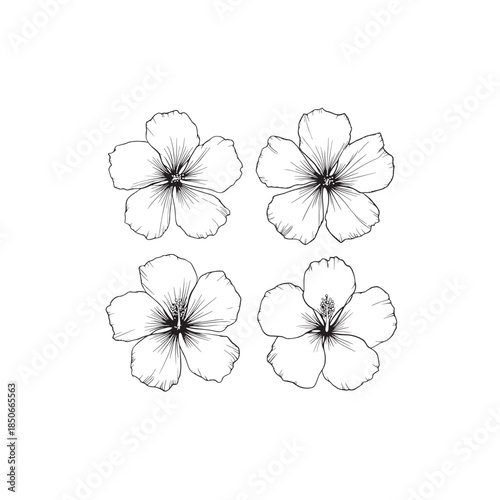 Hardy Hibiscus line art vibrant tropical garden bloom