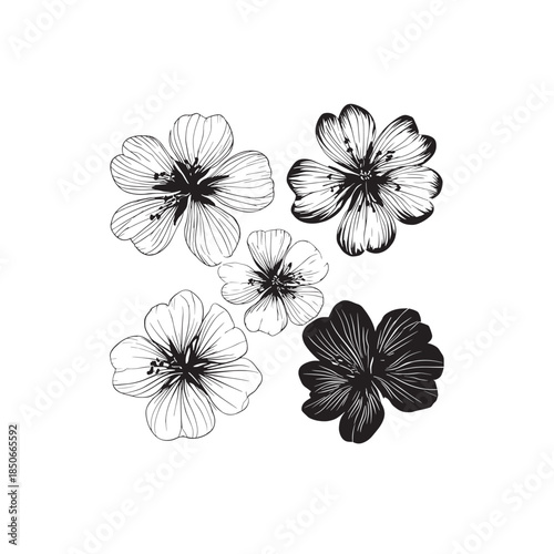 Hardy Geranium line art intricate detailed flower sketch